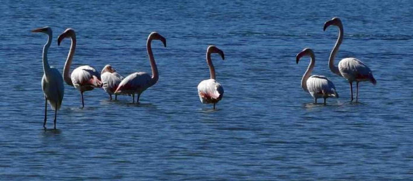 Εμφανίστηκαν φλαμίνγκο στο Ναύπλιο - Ενθουσιασμένοι οι κάτοικοι (φωτό)